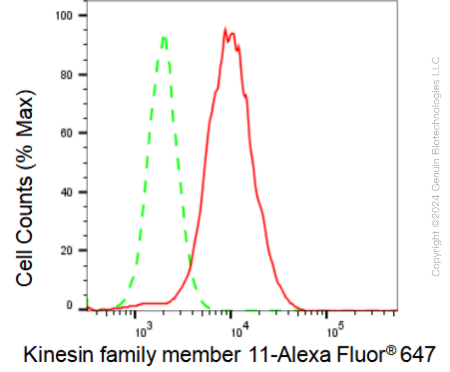 KD-Validated Anti-Kinesin family member 11 Rabbit Monoclonal Antibody ABG1001