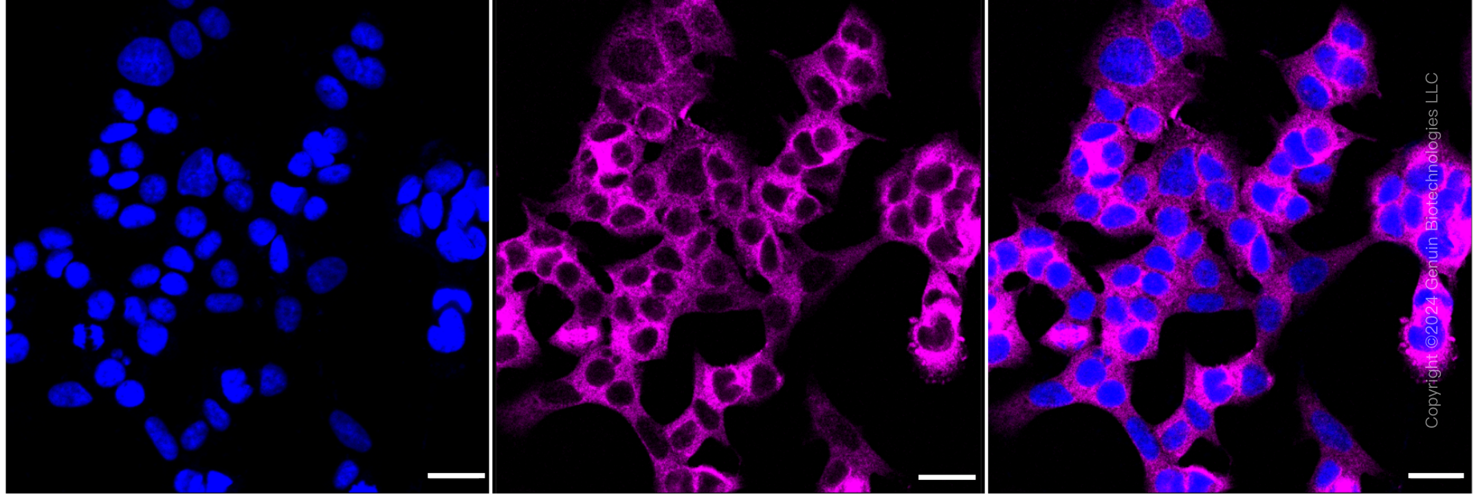 KD-Validated Anti-Kinesin family member 11 Rabbit Monoclonal Antibody ABG1001