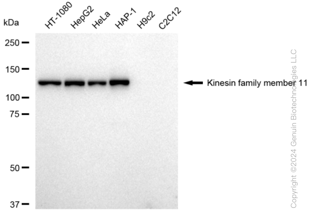 KD-Validated Anti-Kinesin family member 11 Rabbit Monoclonal Antibody ABG1001