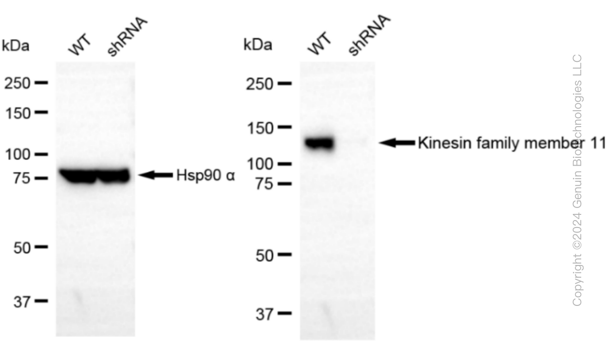 KD-Validated Anti-Kinesin family member 11 Rabbit Monoclonal Antibody ABG1001