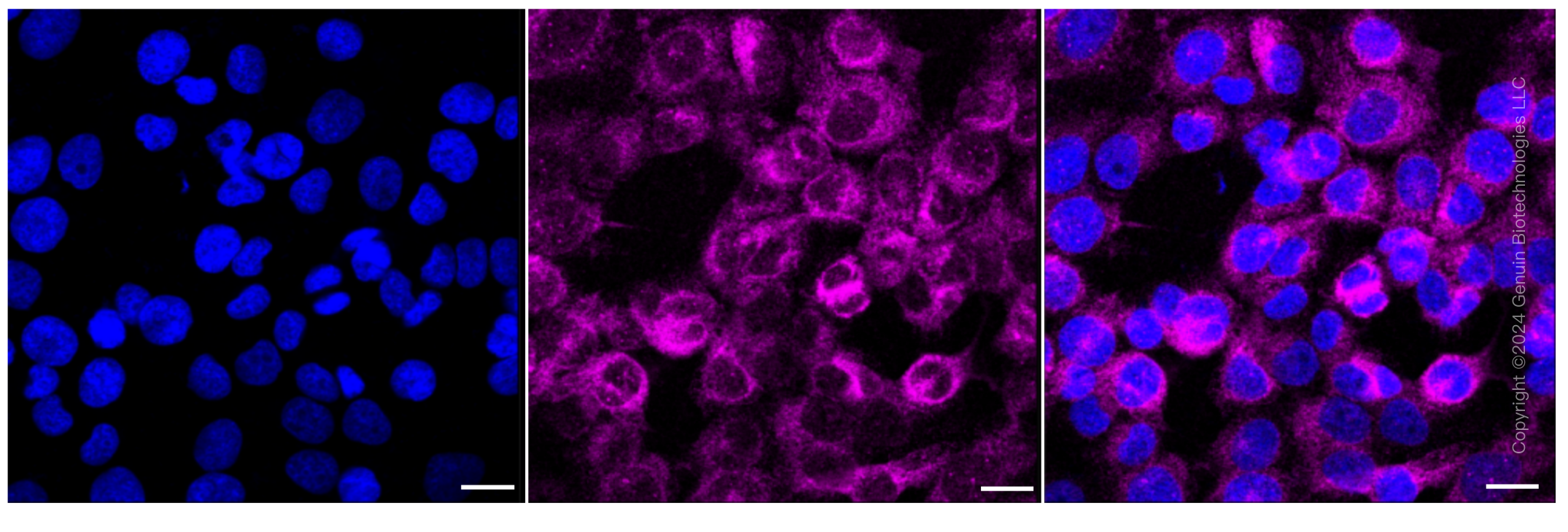 KD-Validated Anti-TMEM173 Rabbit Monoclonal Antibody ABG1003