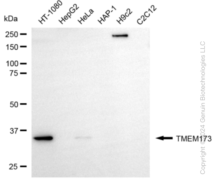 KD-Validated Anti-TMEM173 Rabbit Monoclonal Antibody ABG1003
