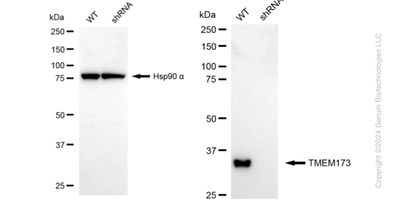 KD-Validated Anti-TMEM173 Rabbit Monoclonal Antibody ABG1003