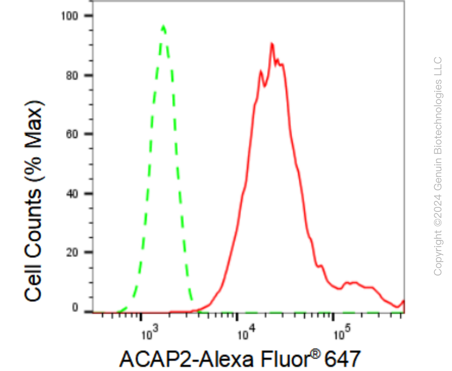KD-Validated Anti-ACAP2 Rabbit Monoclonal Antibody ABG1005