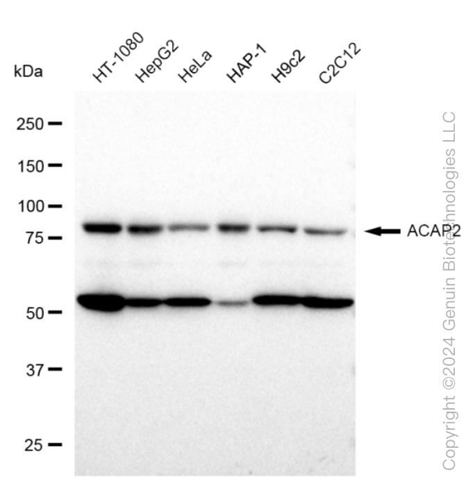 KD-Validated Anti-ACAP2 Rabbit Monoclonal Antibody ABG1005
