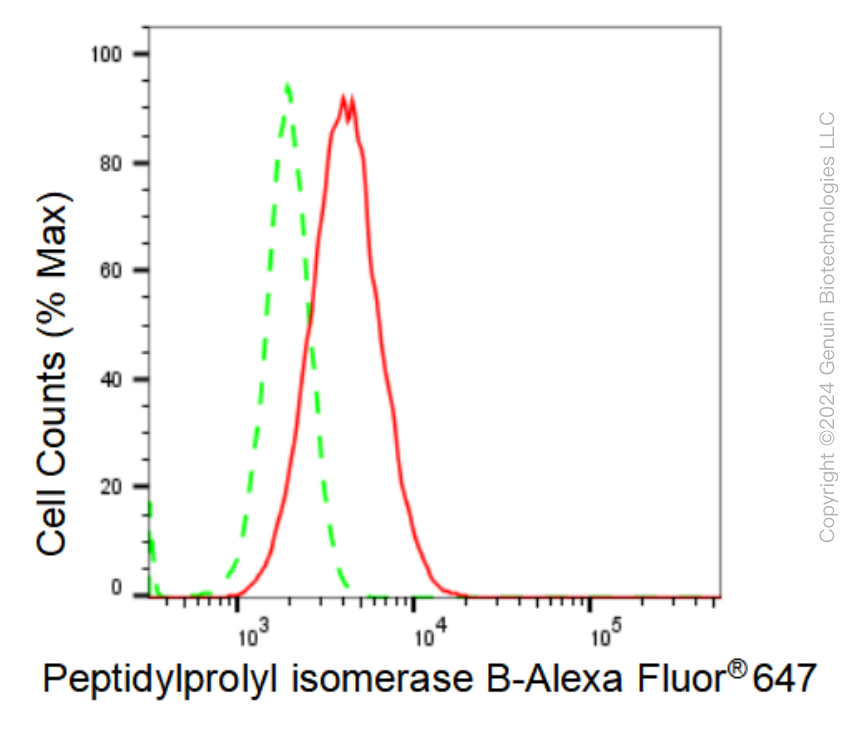 KD-Validated Anti-Peptidylprolyl isomerase B Rabbit Monoclonal Antibody ABG1006