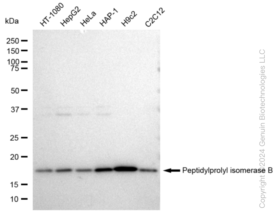 KD-Validated Anti-Peptidylprolyl isomerase B Rabbit Monoclonal Antibody ABG1006