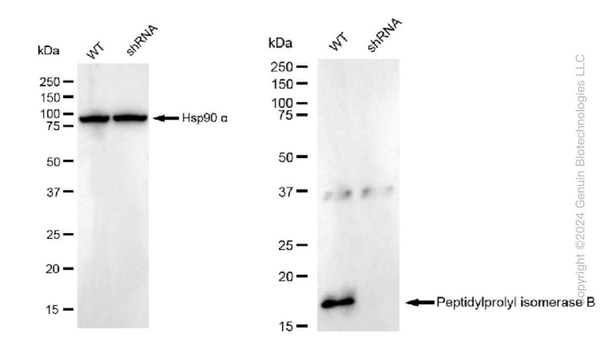 KD-Validated Anti-Peptidylprolyl isomerase B Rabbit Monoclonal Antibody ABG1006