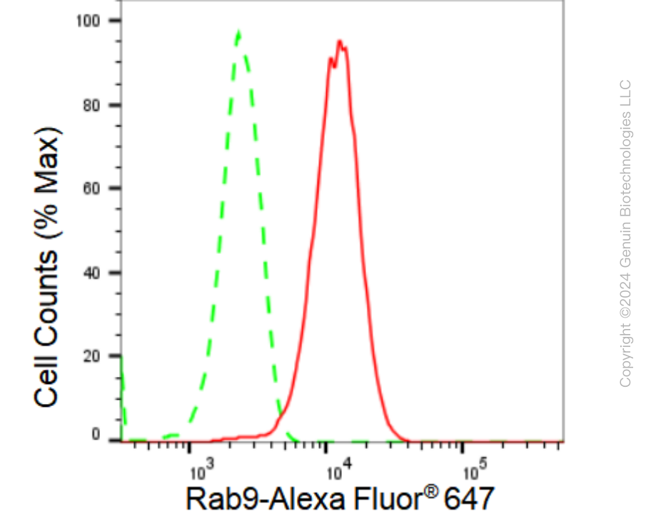 KD-Validated Anti-Rab9 Rabbit Monoclonal Antibody ABG1007
