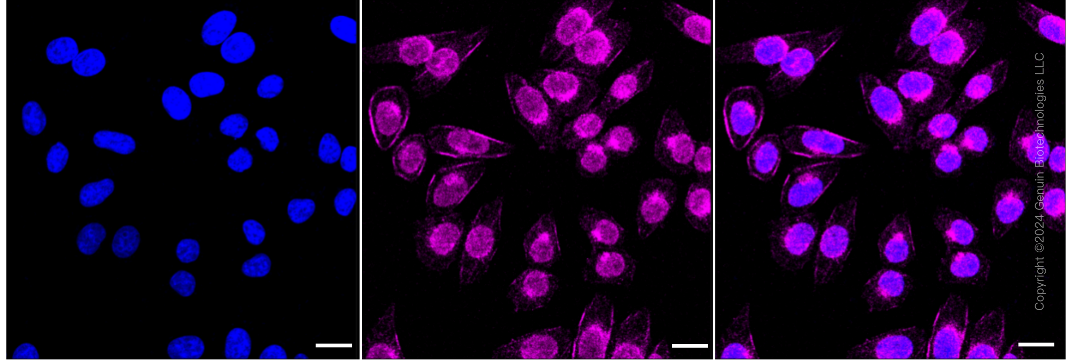 KD-Validated Anti-Rab9 Rabbit Monoclonal Antibody ABG1007