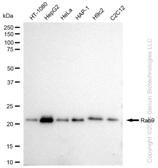 KD-Validated Anti-Rab9 Rabbit Monoclonal Antibody ABG1007