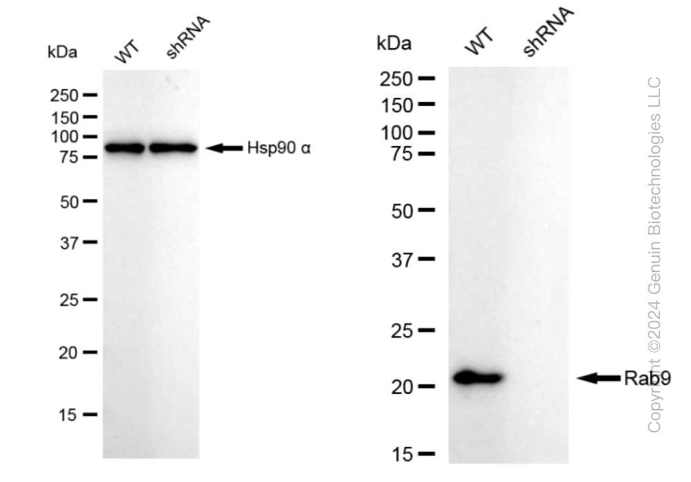 KD-Validated Anti-Rab9 Rabbit Monoclonal Antibody ABG1007