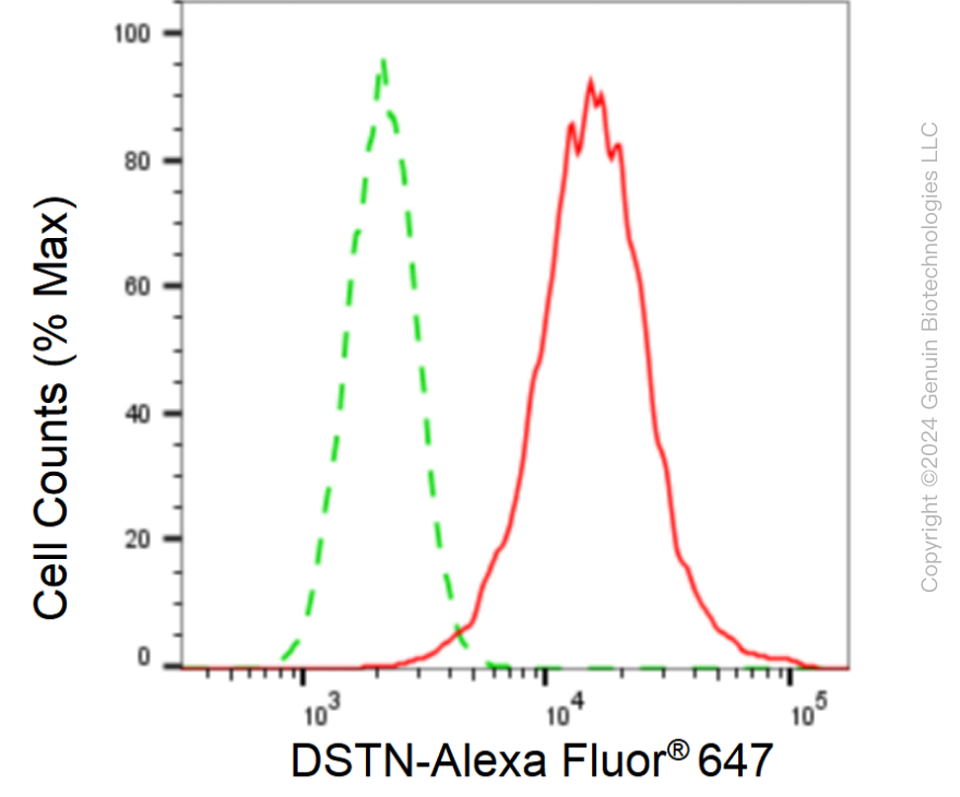 KD-Validated Anti-DSTN Rabbit Monoclonal Antibody ABG1008
