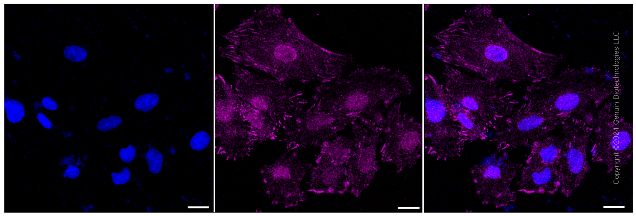 KD-Validated Anti-DSTN Rabbit Monoclonal Antibody ABG1008