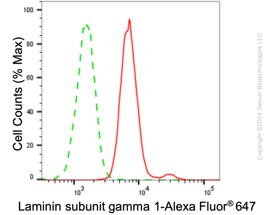 KD-Validated Anti-Laminin gamma 1 Rabbit Monoclonal Antibody ABG1009