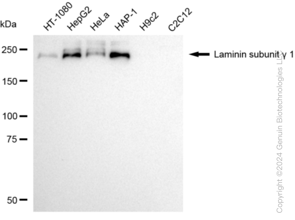 KD-Validated Anti-Laminin gamma 1 Rabbit Monoclonal Antibody ABG1009