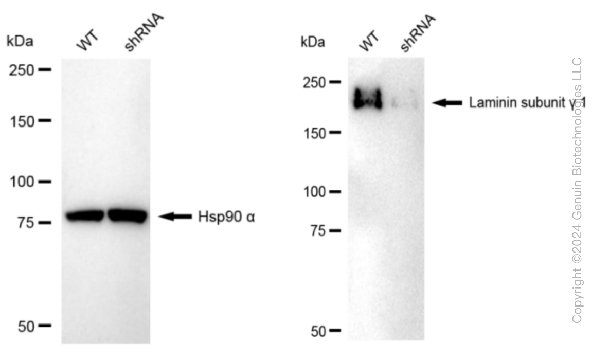 KD-Validated Anti-Laminin gamma 1 Rabbit Monoclonal Antibody ABG1009