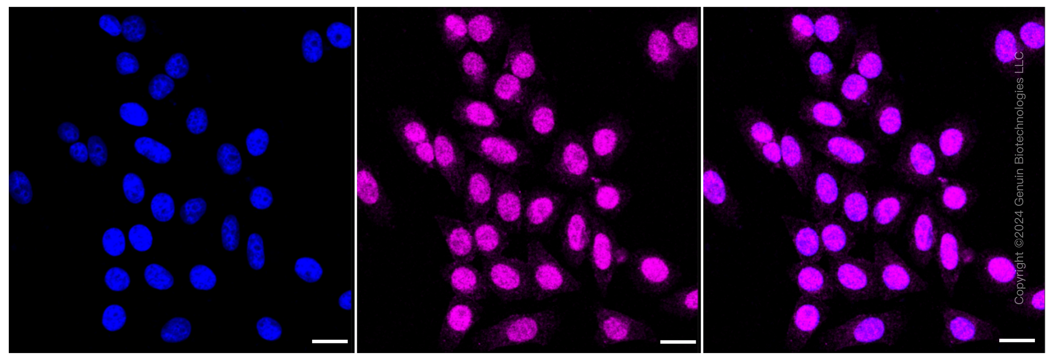 KD-Validated Anti-Parkinsonism associated deglycase Rabbit Monoclonal Antibody ABG1010