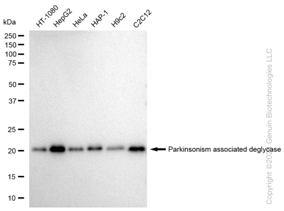 KD-Validated Anti-Parkinsonism associated deglycase Rabbit Monoclonal Antibody ABG1010