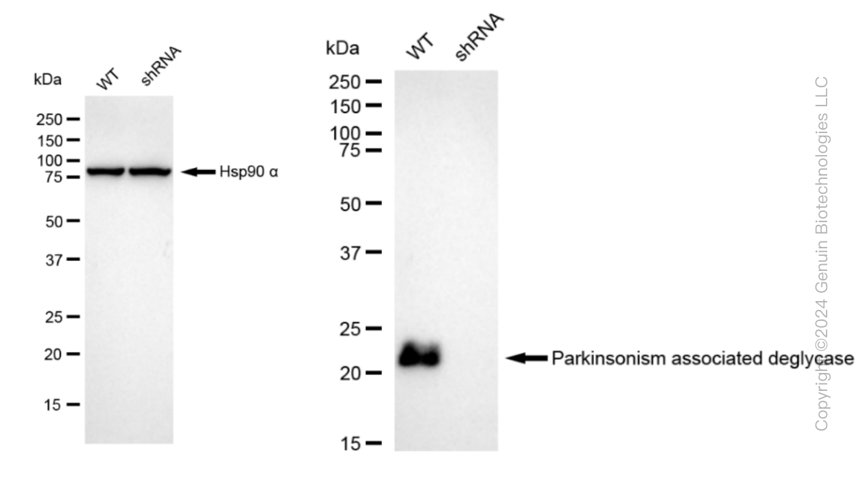 KD-Validated Anti-Parkinsonism associated deglycase Rabbit Monoclonal Antibody ABG1010