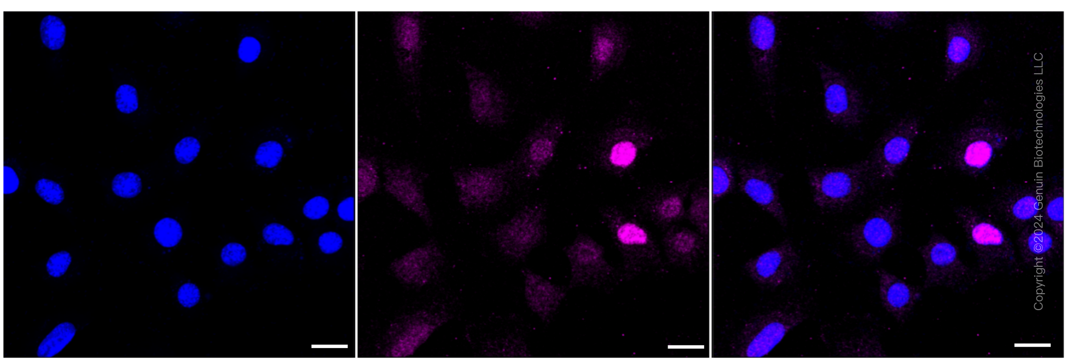 KD-Validated Anti-Histone H1.0 Rabbit Monoclonal Antibody ABG1012