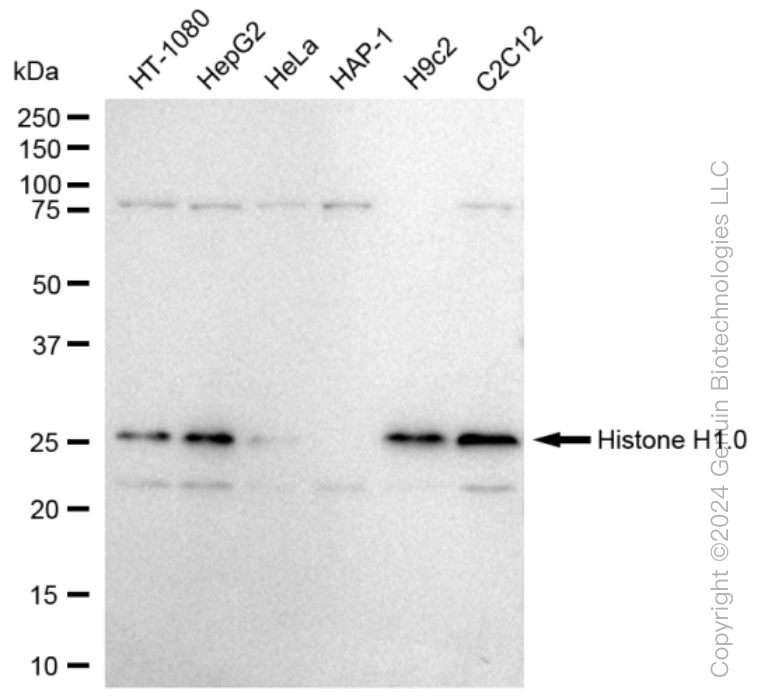KD-Validated Anti-Histone H1.0 Rabbit Monoclonal Antibody ABG1012