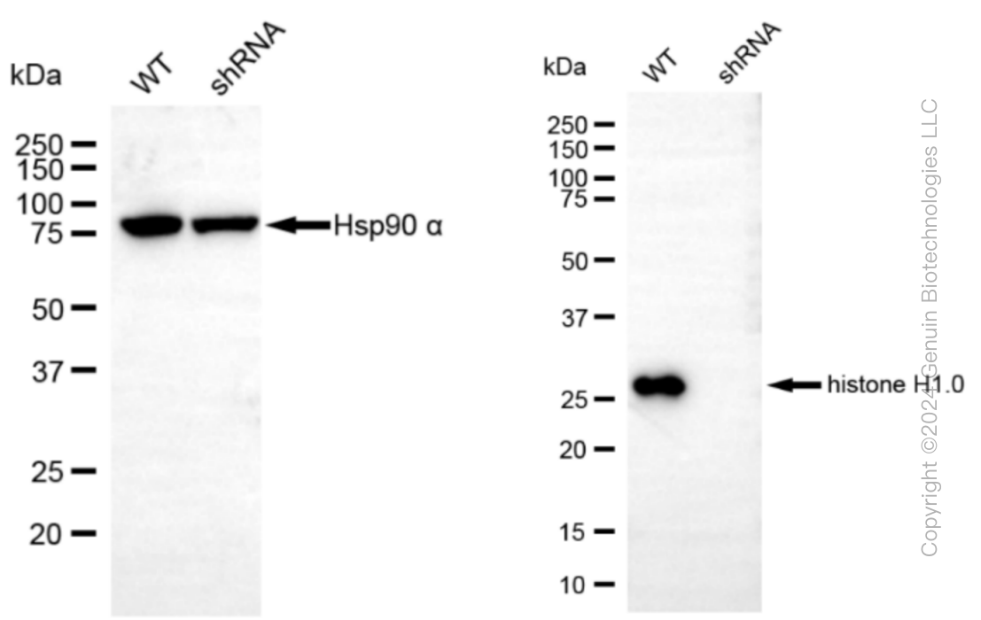 KD-Validated Anti-Histone H1.0 Rabbit Monoclonal Antibody ABG1012