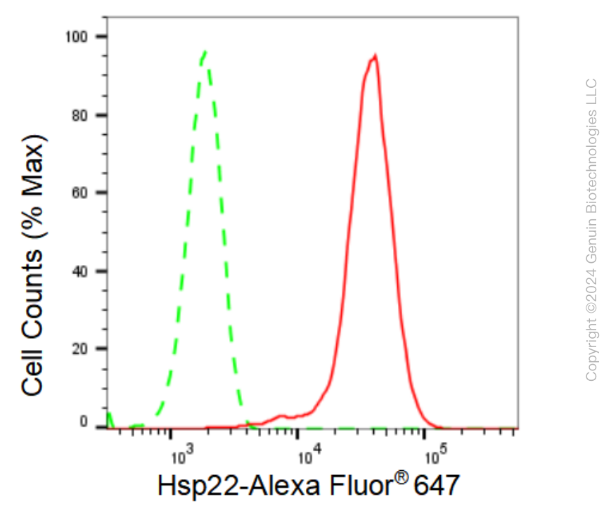 KD-Validated Anti-Hsp22 Rabbit Monoclonal Antibody ABG1014