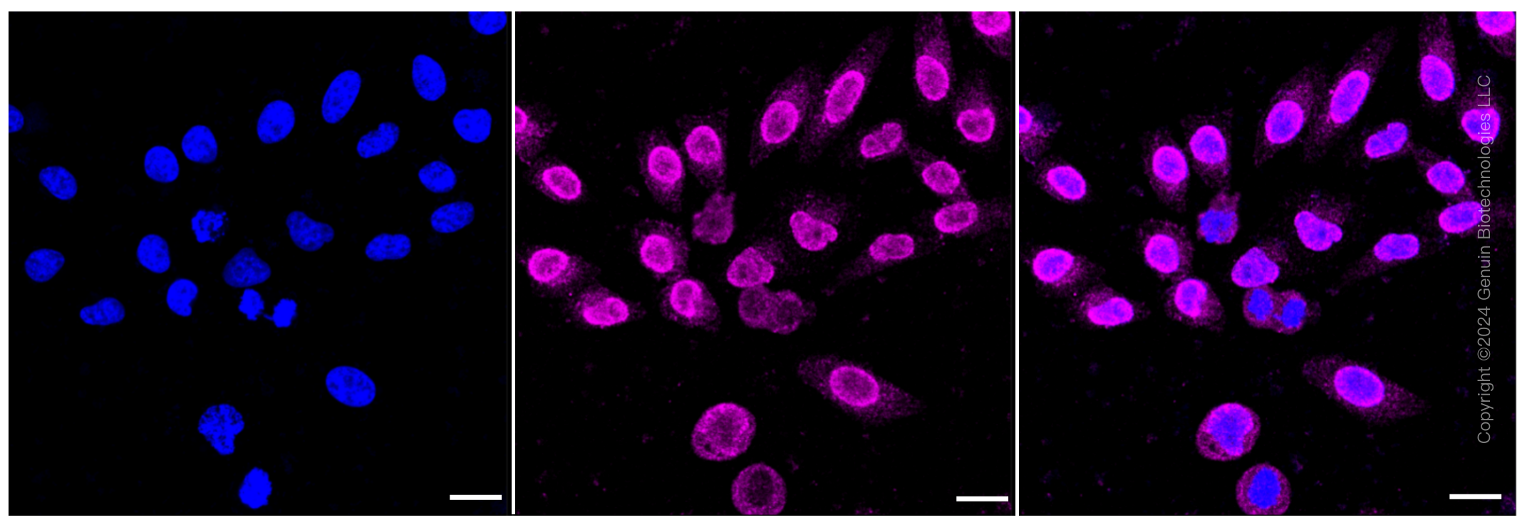 KD-Validated Anti-Hsp22 Rabbit Monoclonal Antibody ABG1014