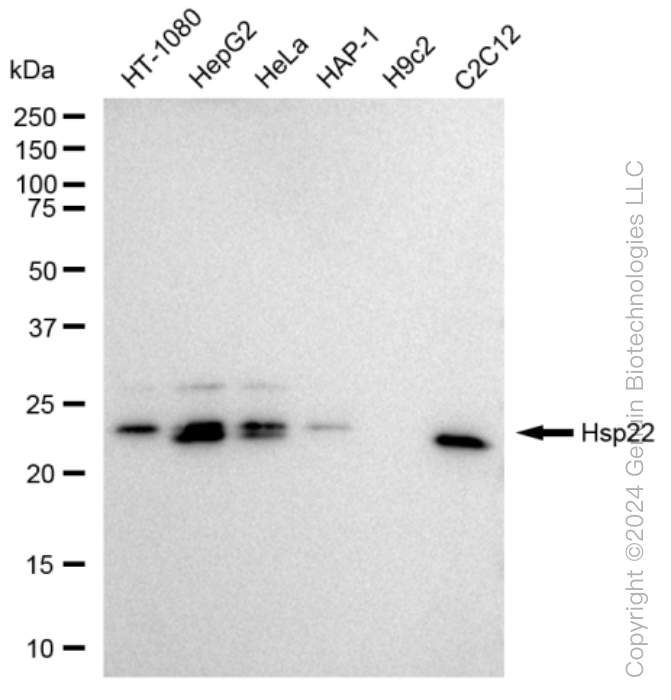 KD-Validated Anti-Hsp22 Rabbit Monoclonal Antibody ABG1014