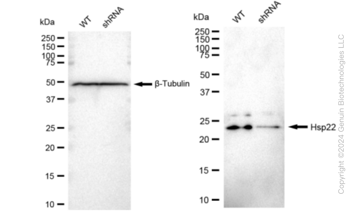 KD-Validated Anti-Hsp22 Rabbit Monoclonal Antibody ABG1014