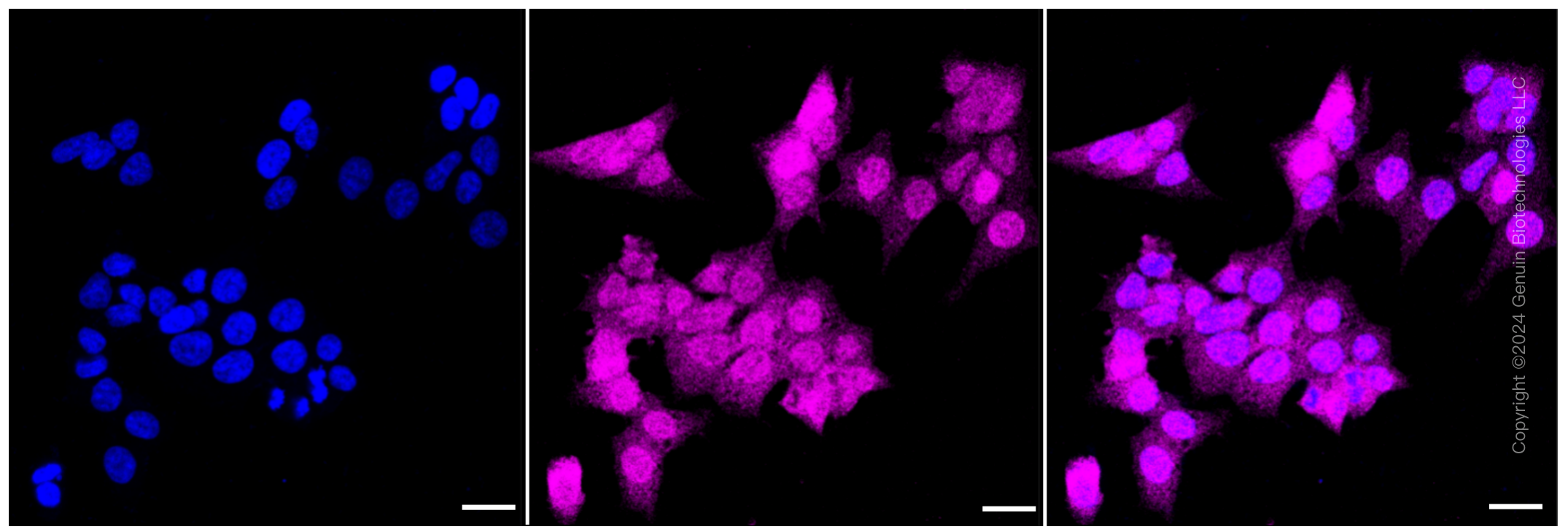 KD-Validated Anti-EIF4EBP1 Rabbit Monoclonal Antibody ABG1015