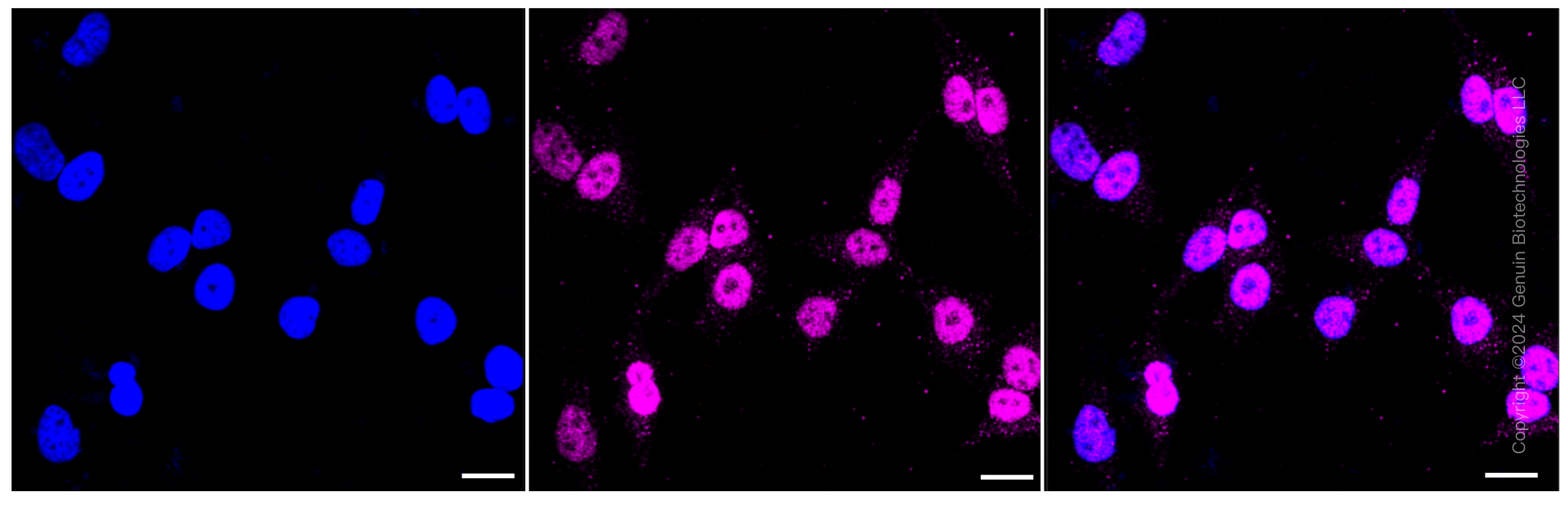 KD-Validated Anti-CRTC3 Rabbit Monoclonal Antibody ABG1016