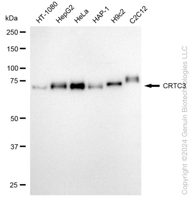 KD-Validated Anti-CRTC3 Rabbit Monoclonal Antibody ABG1016