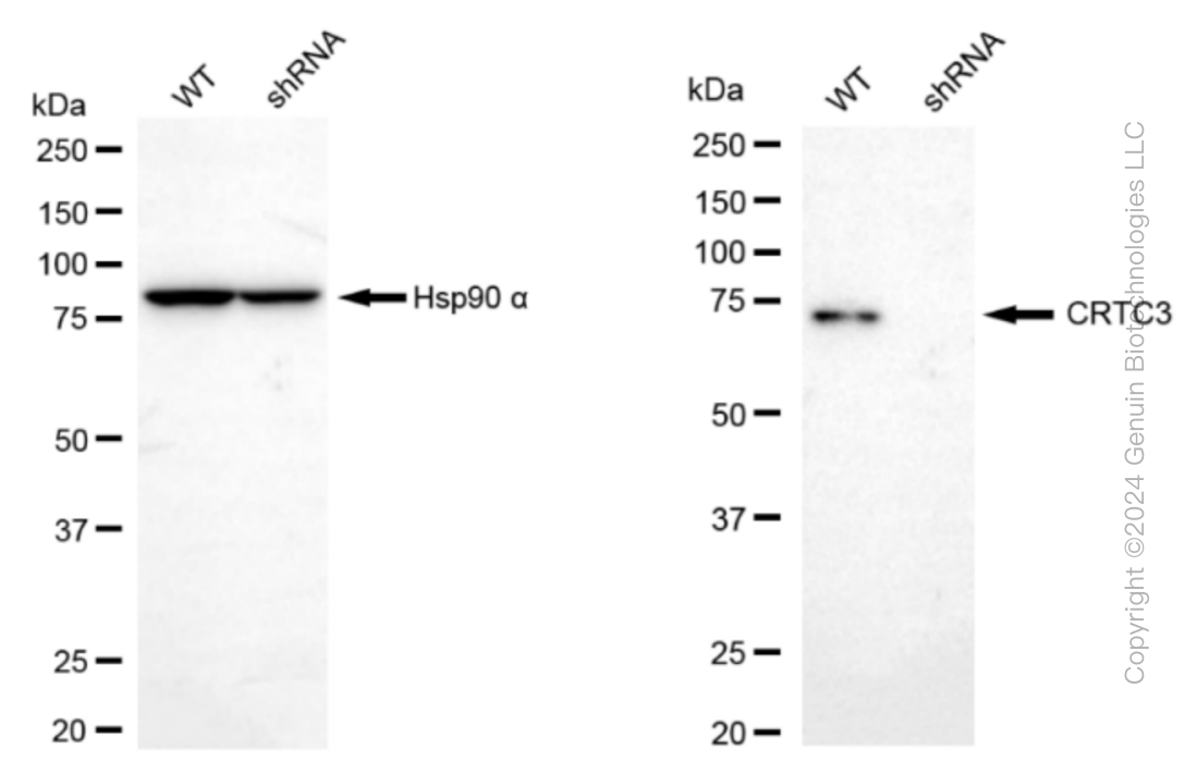 KD-Validated Anti-CRTC3 Rabbit Monoclonal Antibody ABG1016