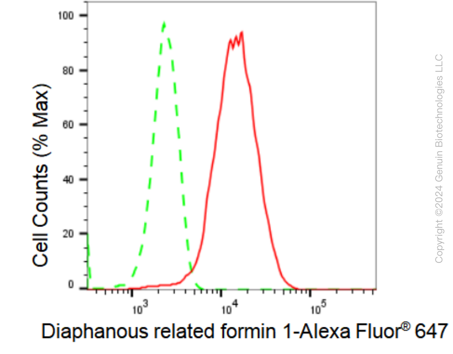 KD-Validated Anti-Diaphanous related formin 1 Rabbit Monoclonal Antibody ABG1017