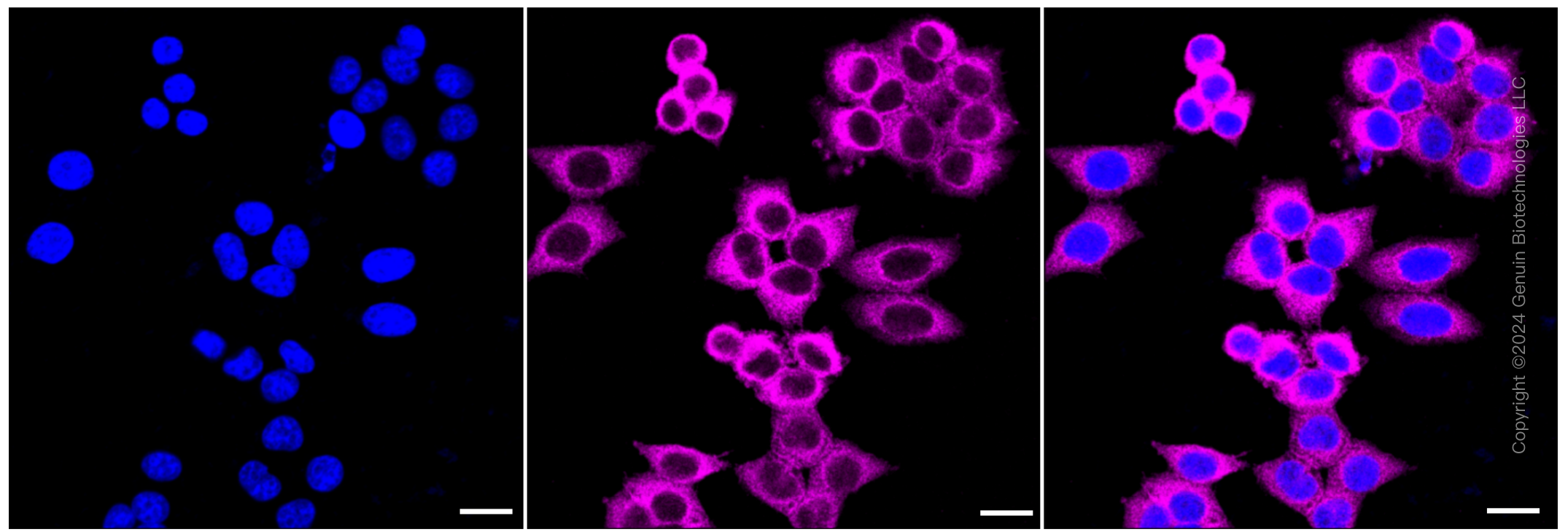 KD-Validated Anti-Diaphanous related formin 1 Rabbit Monoclonal Antibody ABG1017