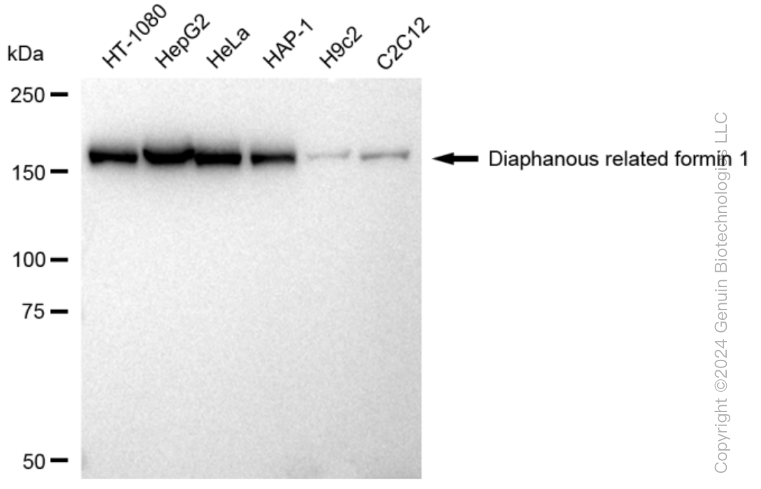 KD-Validated Anti-Diaphanous related formin 1 Rabbit Monoclonal Antibody ABG1017