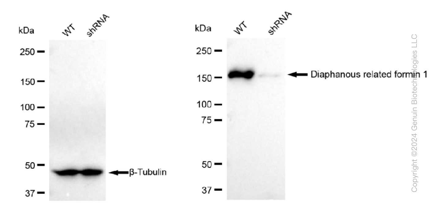 KD-Validated Anti-Diaphanous related formin 1 Rabbit Monoclonal Antibody ABG1017