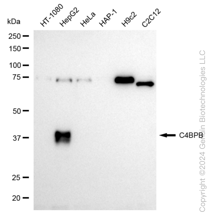 KD-Validated Anti-C4BPB Rabbit Monoclonal Antibody ABG1018
