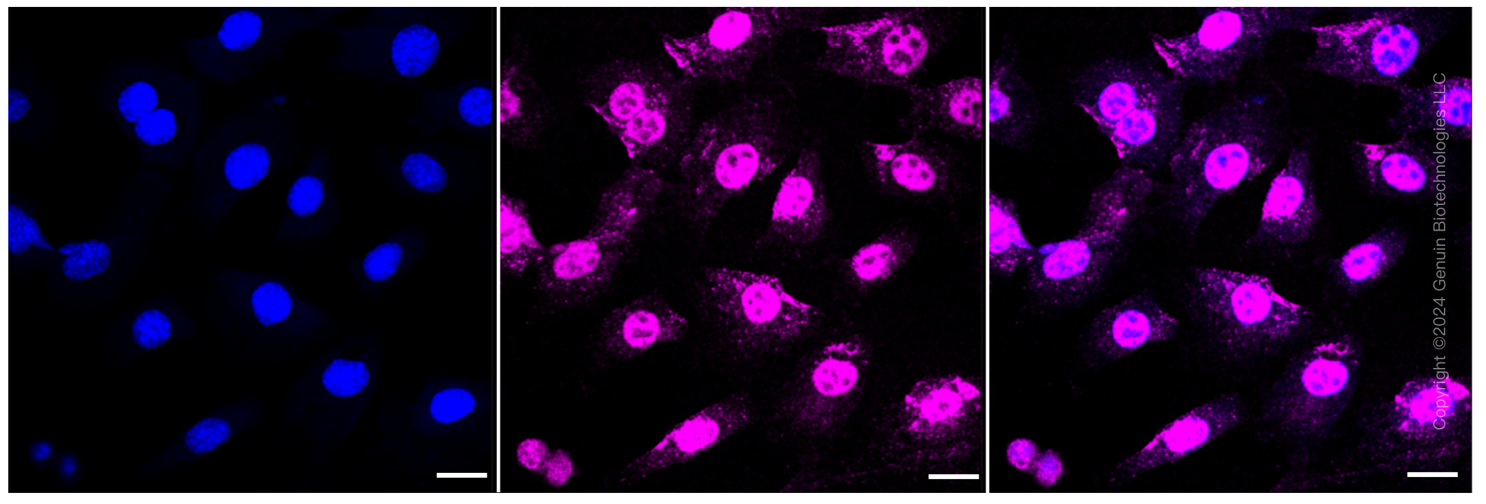 KD-Validated Anti-MCM6 Rabbit Monoclonal Antibody ABG1019