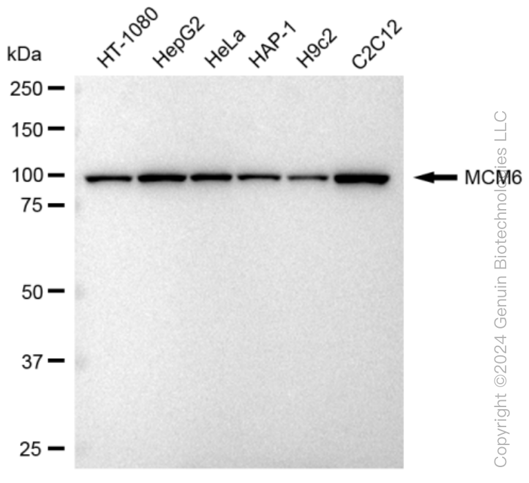 KD-Validated Anti-MCM6 Rabbit Monoclonal Antibody ABG1019