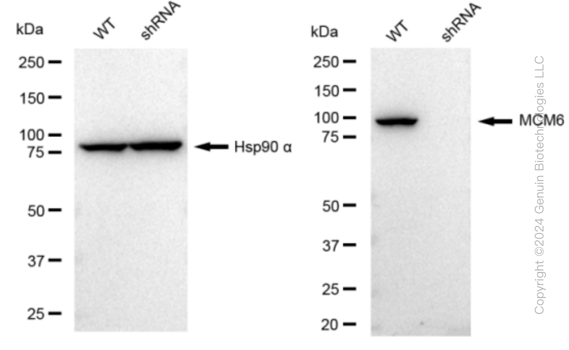 KD-Validated Anti-MCM6 Rabbit Monoclonal Antibody ABG1019