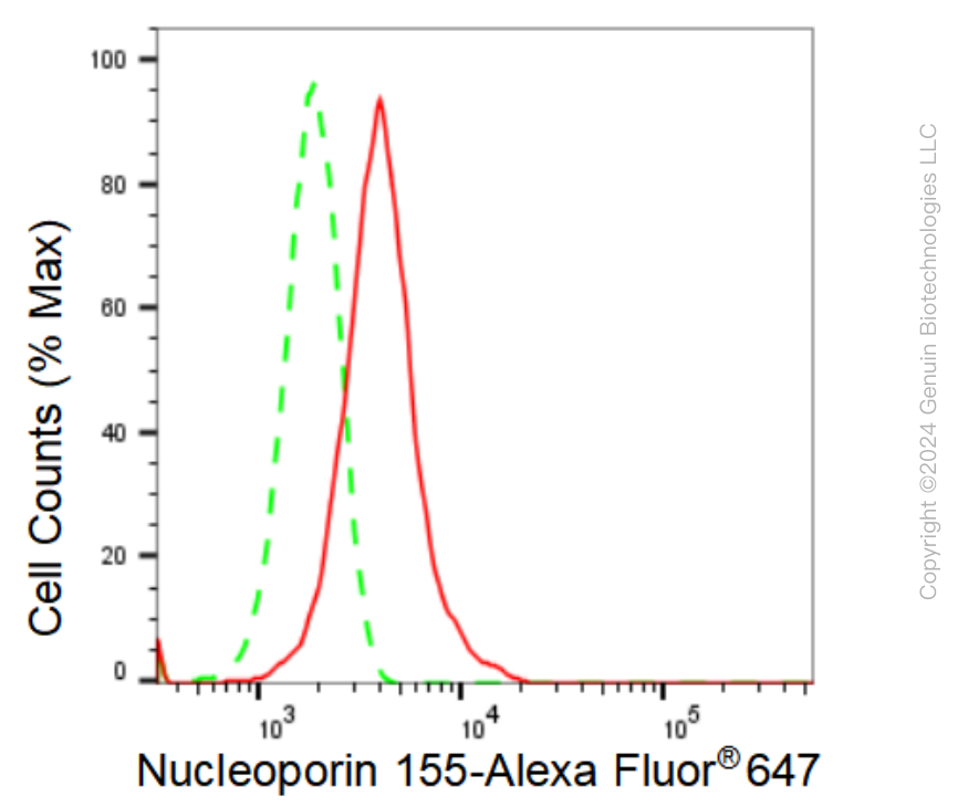 KD-Validated Anti-Nucleoporin 155 Rabbit Monoclonal Antibody ABG1020