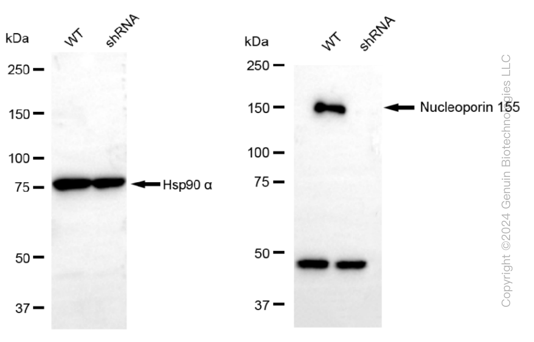 KD-Validated Anti-Nucleoporin 155 Rabbit Monoclonal Antibody ABG1020