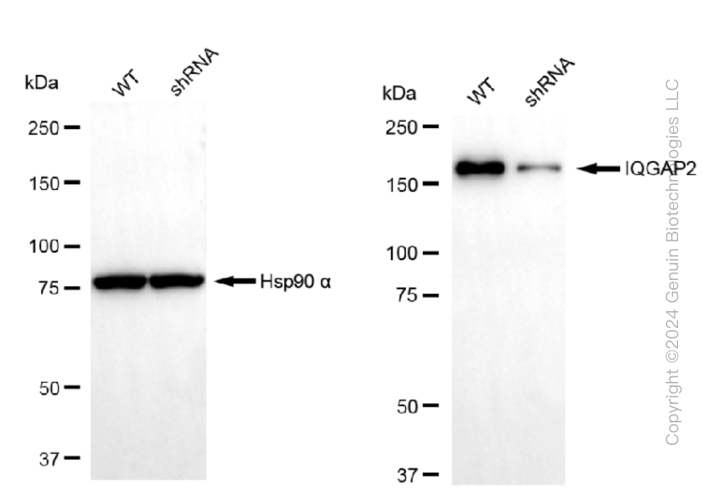 KD-Validated Anti-IQGAP2 Rabbit Monoclonal Antibody ABG1021
