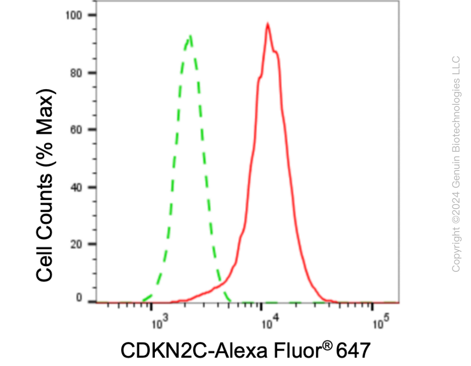 KD-Validated Anti-CDKN2C Rabbit Monoclonal Antibody ABG1022