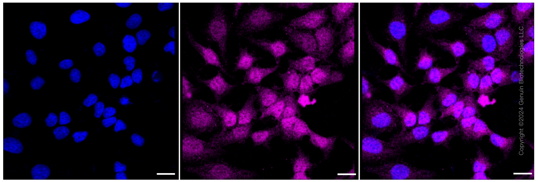 KD-Validated Anti-CDKN2C Rabbit Monoclonal Antibody ABG1022