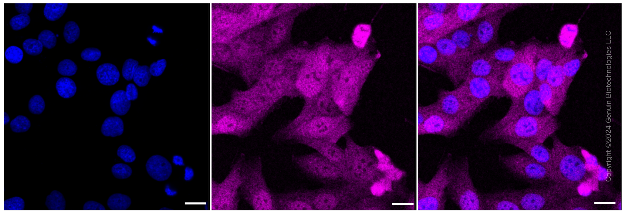 KD-Validated Anti-Bcl10 Rabbit Monoclonal Antibody ABG1023