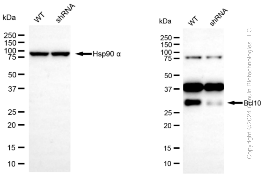 KD-Validated Anti-Bcl10 Rabbit Monoclonal Antibody ABG1023